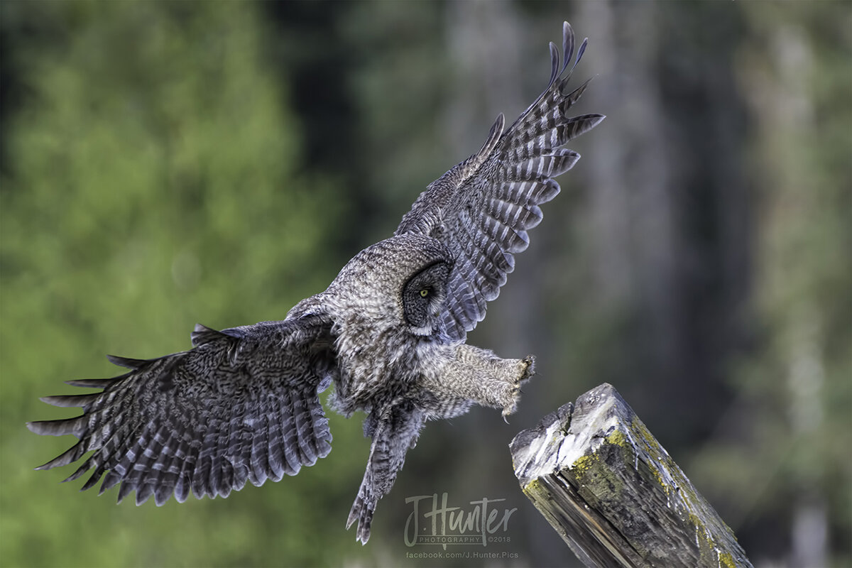 Great Gray Owl-Landing