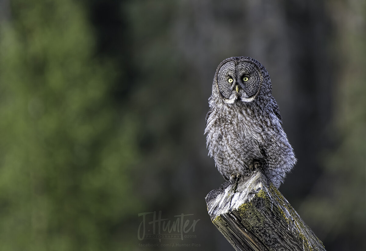 Great Gray Owl-Perched