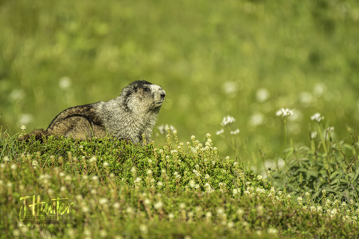 Hoary Marmot