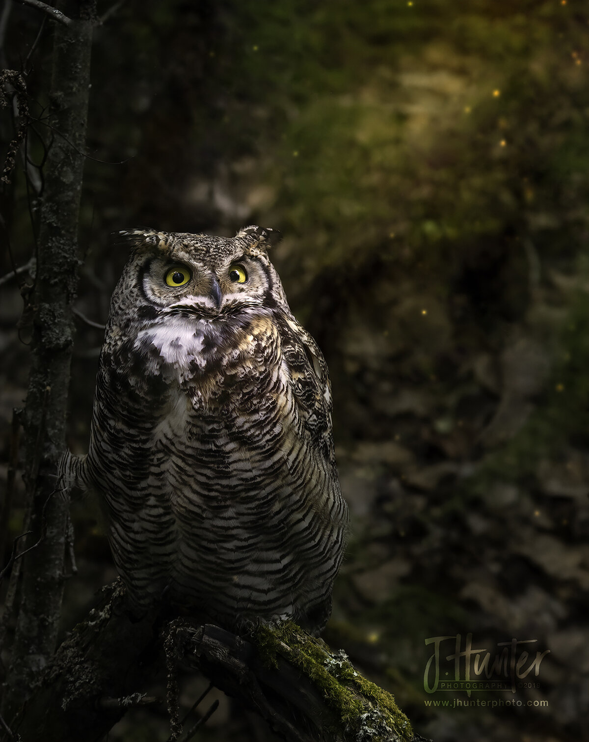 Great Horned Owl-Light Manipulation