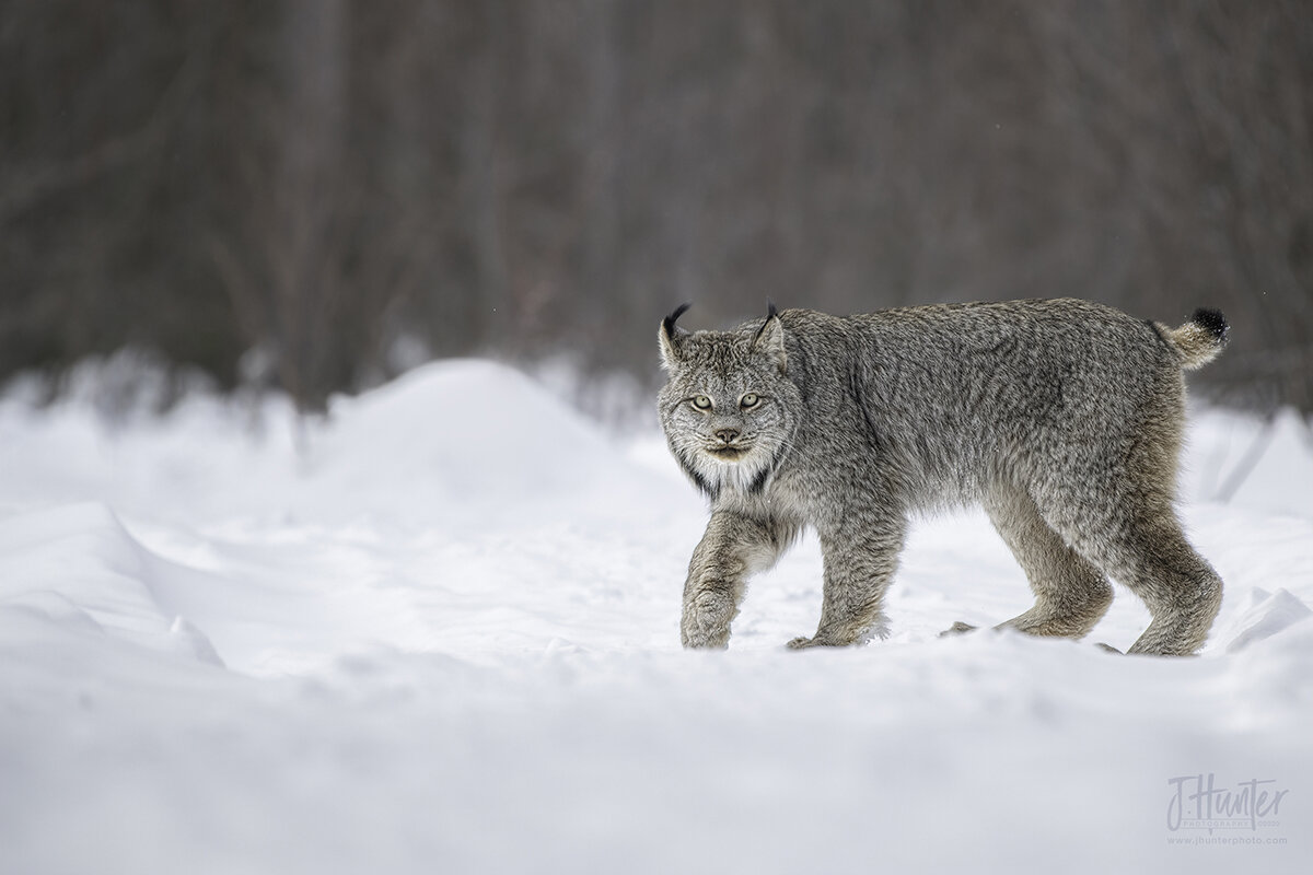 Lynx