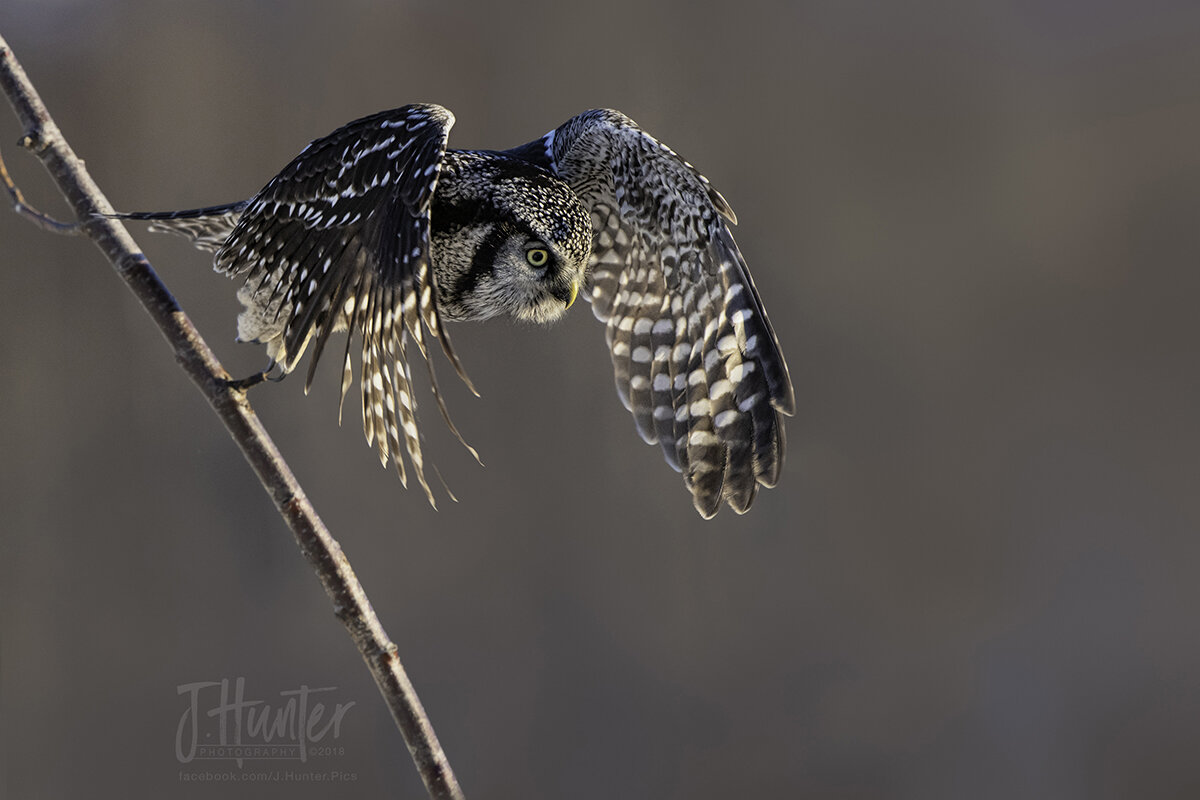 Northern Hawk Owl-Takeoff