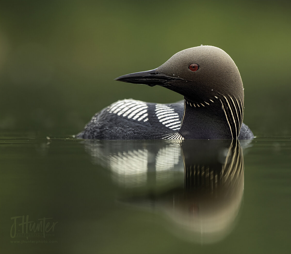 Pacific Loon