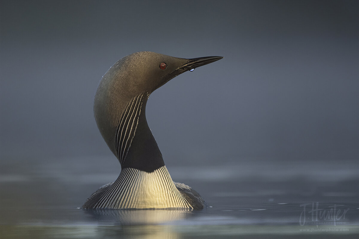 Pacific Loon