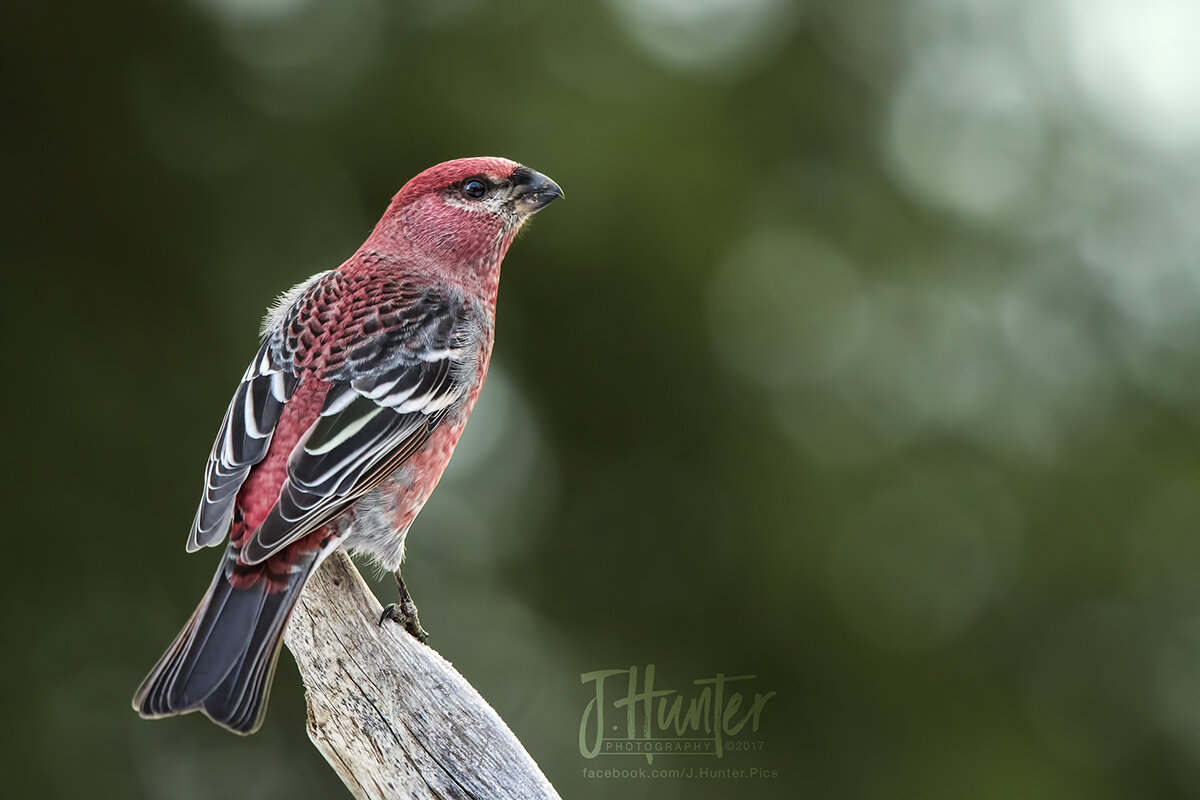 Pine Grosbeak at feeder