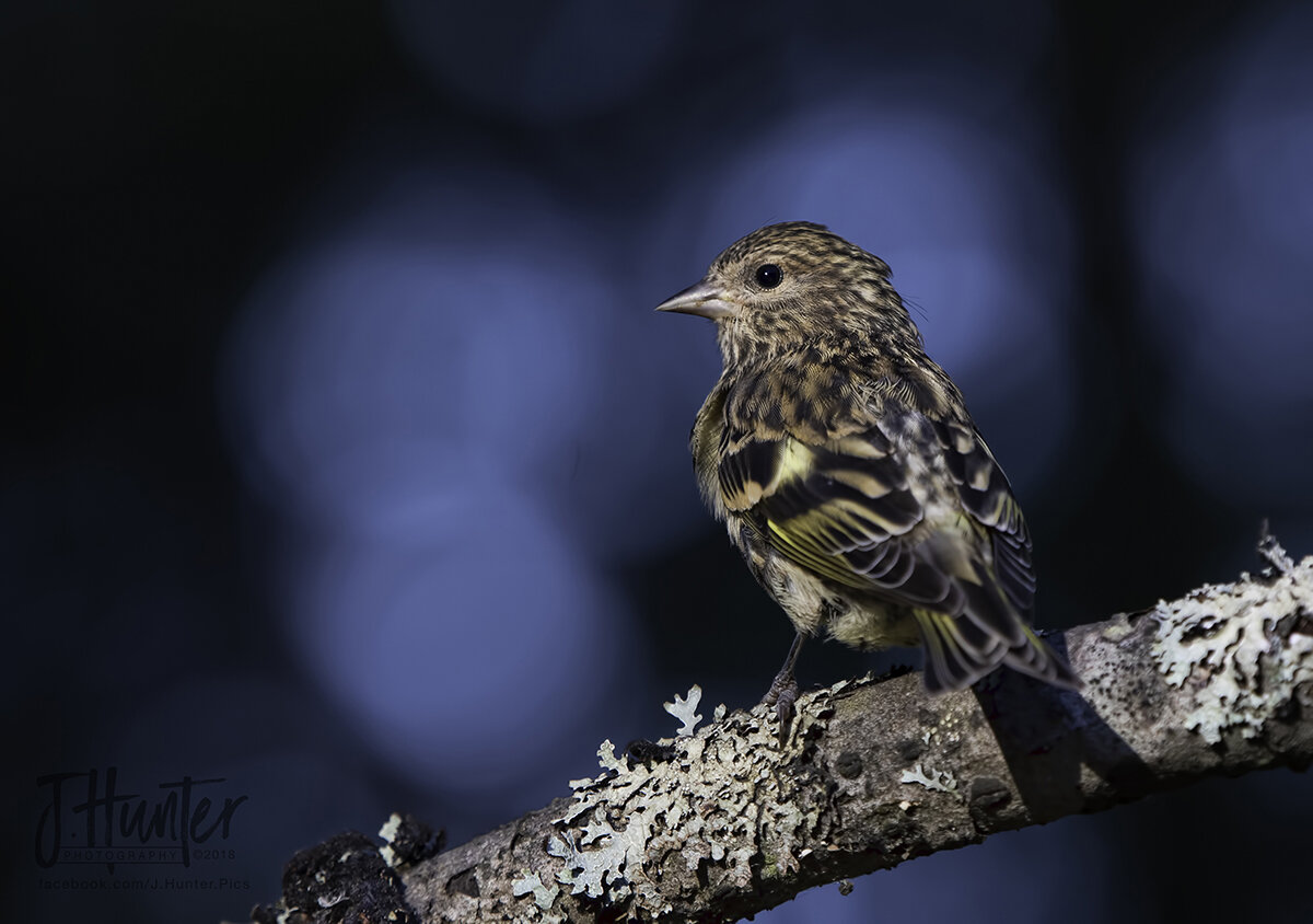 Pine Siskin at feeder