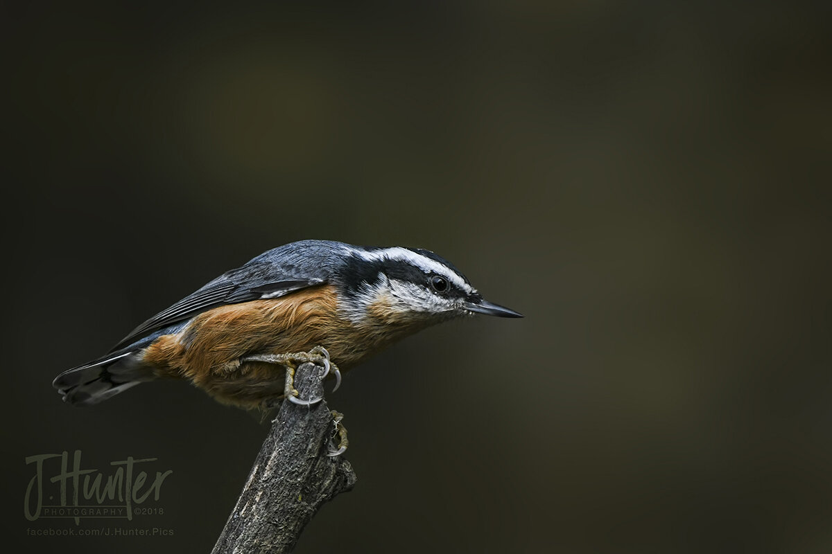 Red-breasted Nuthatch at feeder