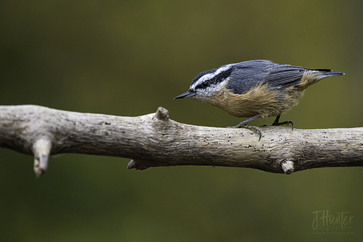 Red-breasted Nuthatch at feeder