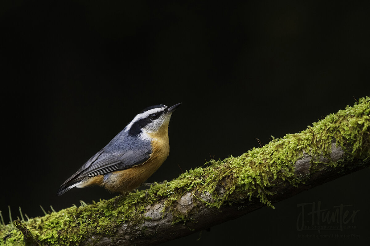 Red-breasted Nuthatch at feeder