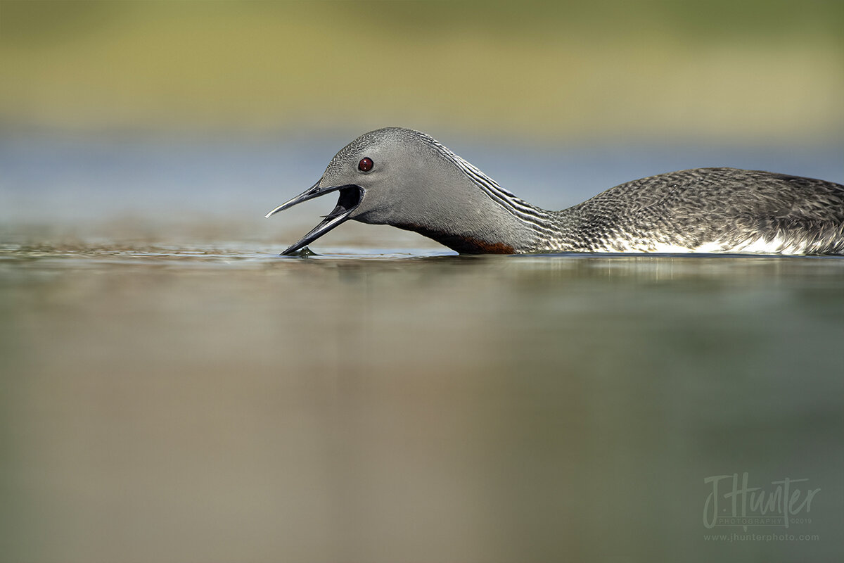 Red-throated Loon