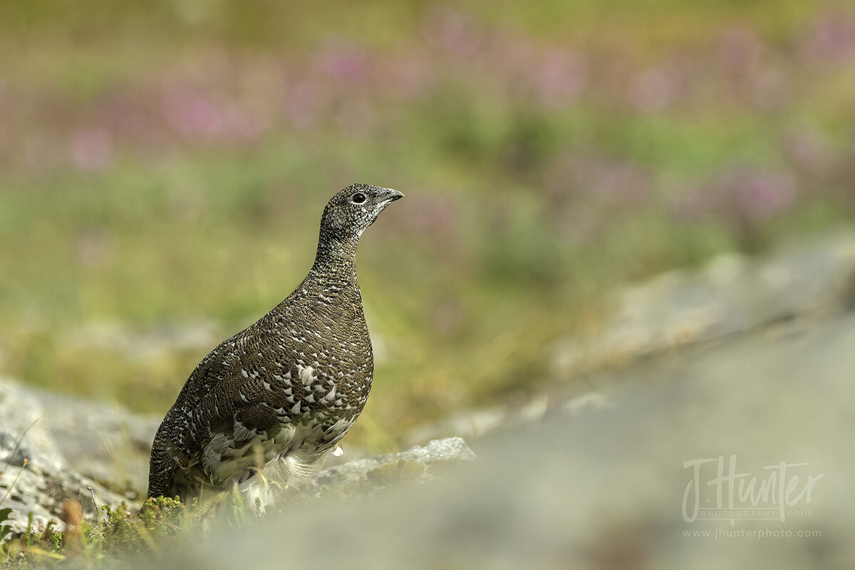 Rock Ptarmigan