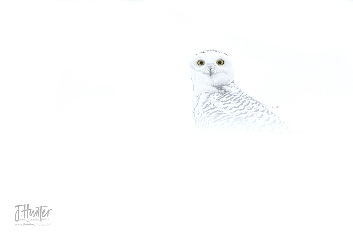 Snowy Owl on doghouse