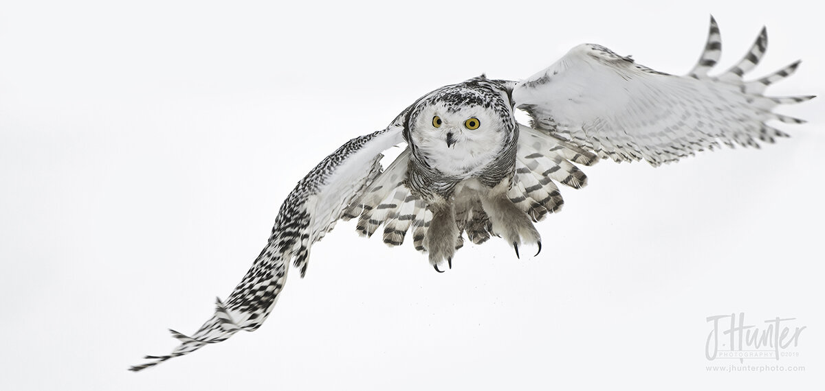 Snowy Owl-Takeoff