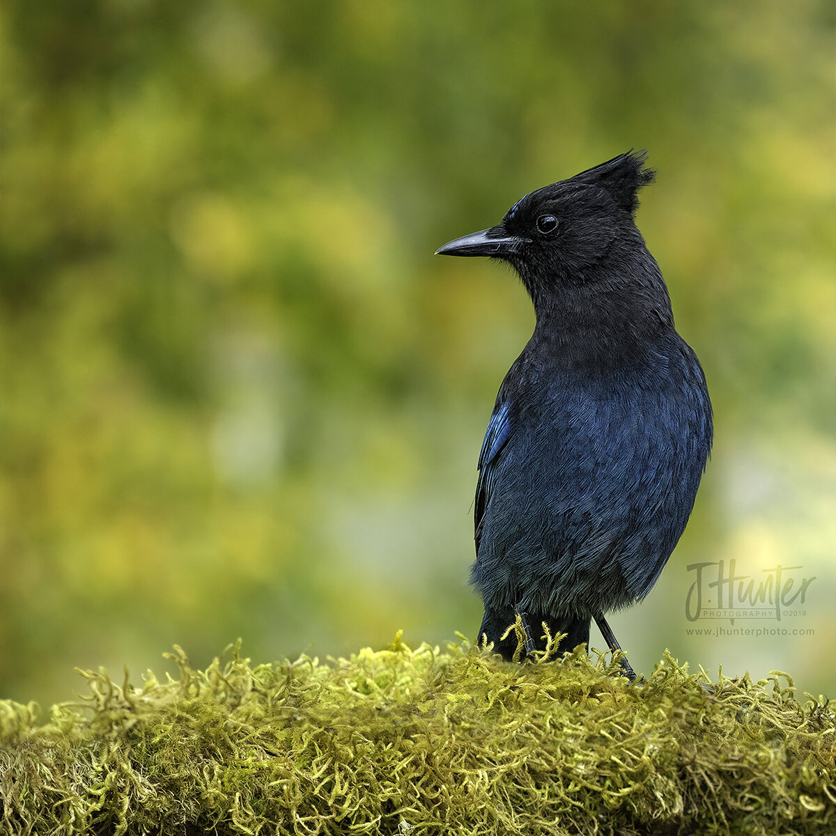 Stellars Jay at feeder