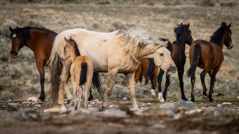 Jason_Loftus_Wild Horse_DSC02115p.jpg