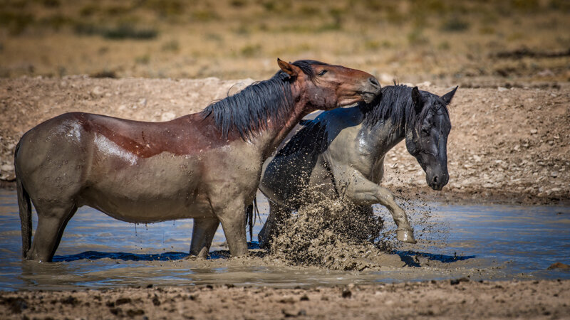 Jason_Loftus_Wild Horse_DSC_5263p.jpg