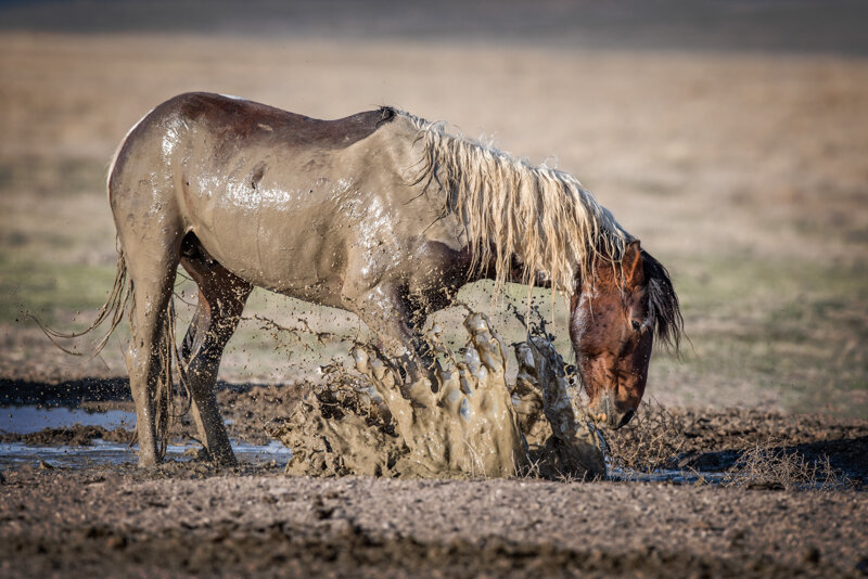 Jason_Loftus_Wild Horse_DSC_9926p.jpg