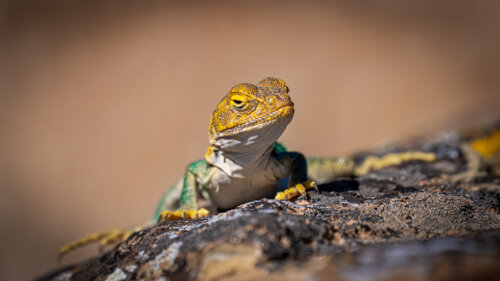 Jason Loftus_Lizard-DSC06774p.jpg