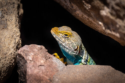 Jason Loftus_Lizard-DSC06230p.jpg