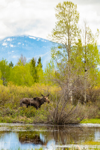 Jason Loftus_Lizard-Ron Hayes Grand Teton Bears Birds-35.jpg