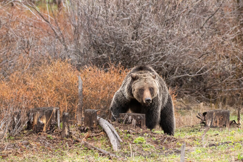 Jason Loftus_Lizard-Ron Hayes Grand Teton Bears Birds-32.jpg