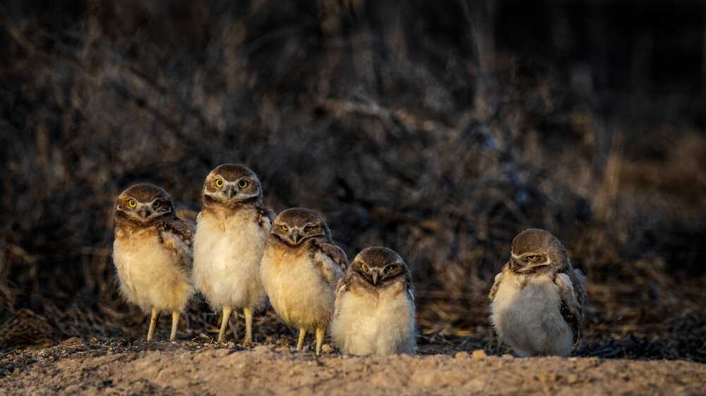 Jason Loftus_BurrowingOwl-DSC_7222p.jpg