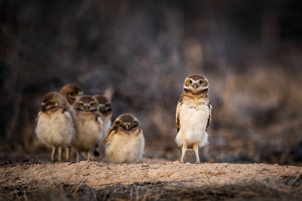 Jason Loftus_BurrowingOwl-DSC_7418p.jpg