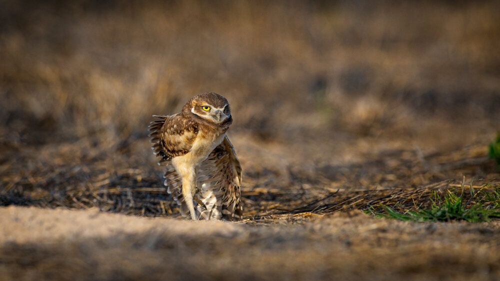 Jason Loftus_BurrowingOwl-DSC_8492p.jpg