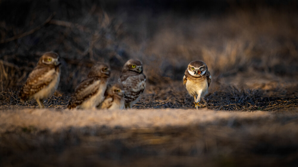 Jason Loftus_BurrowingOwl-DSC_9245p.jpg