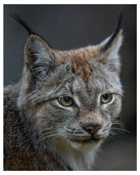 Flying into Wildlife Photography