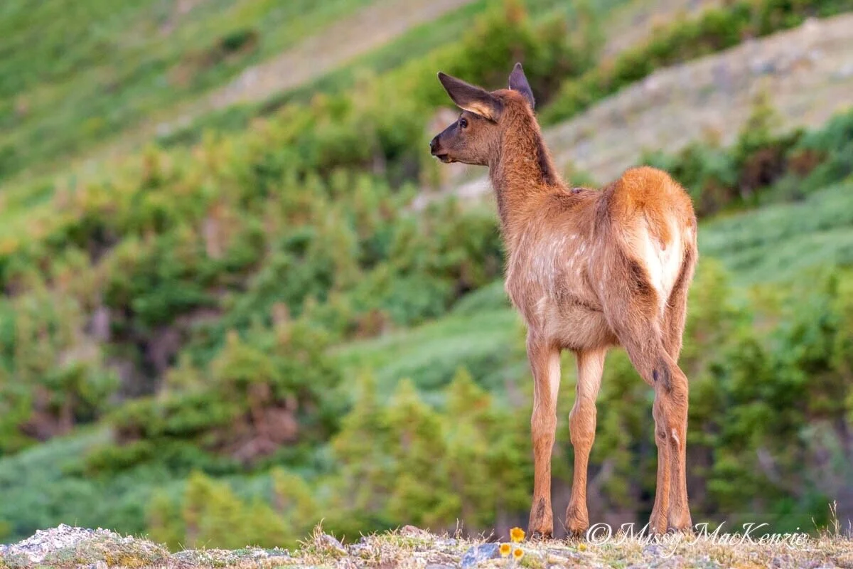 The Future of Hybrid Cameras and a Blast from the Past