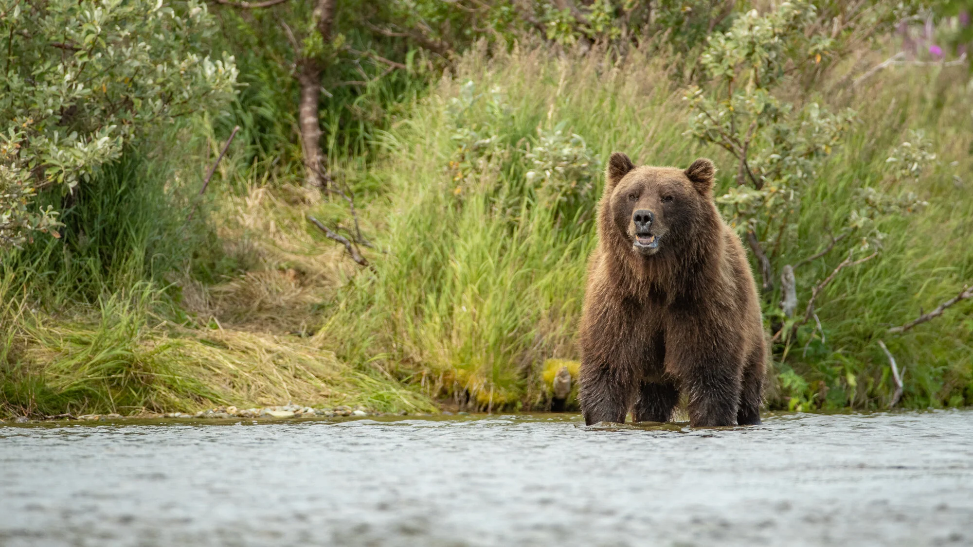 Brown Bears of the Alaskan Peninsula Part Deux