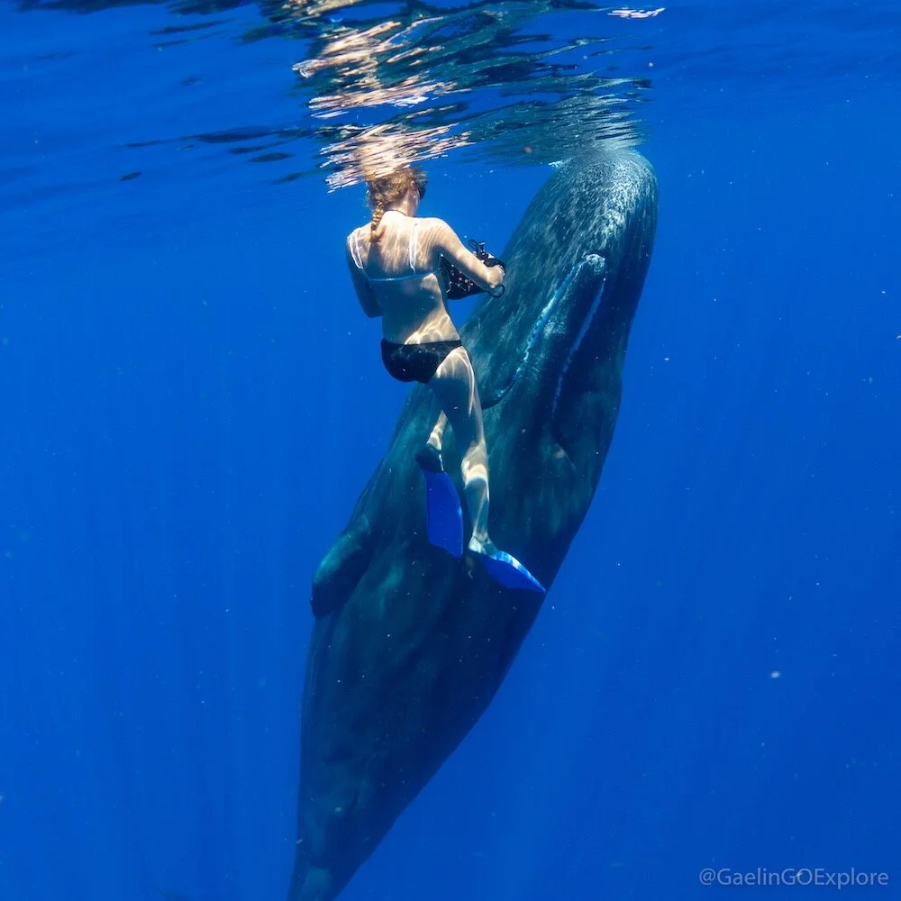 A Close Encounter With Moby Dick!