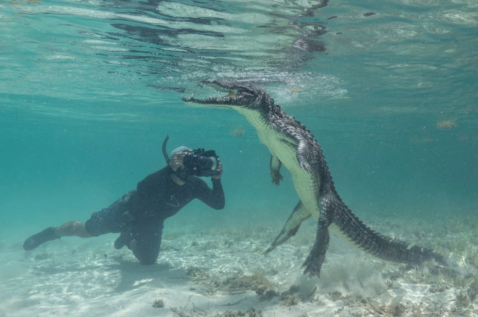 Shark Week on Wild and Exposed