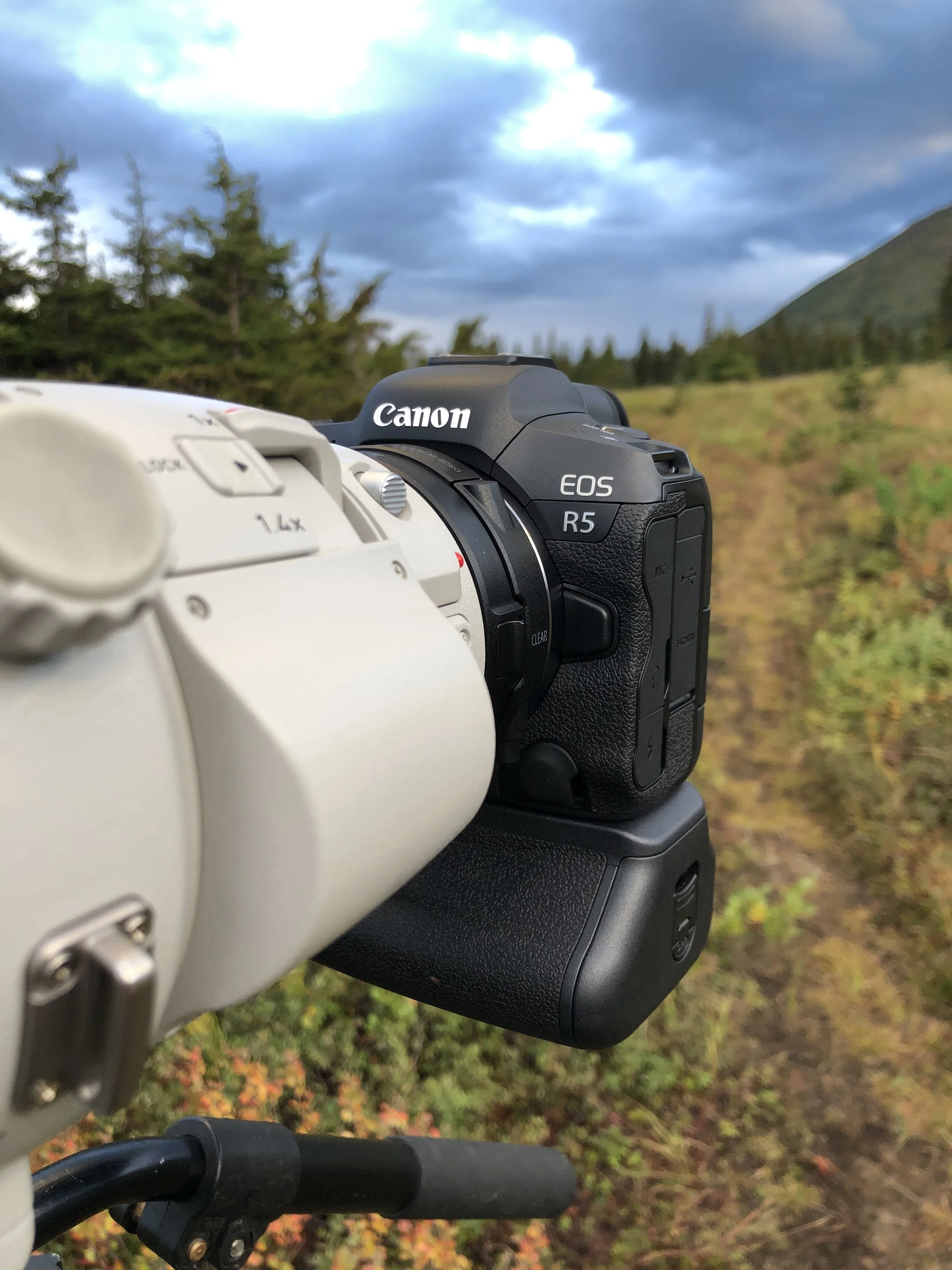 Canon R5 - Is It Good For Wildlife Photography