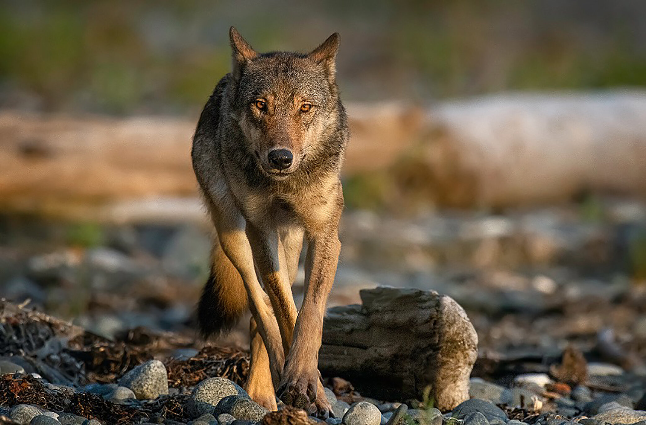 Coatal Wolf by Michelle Valberg.jpg