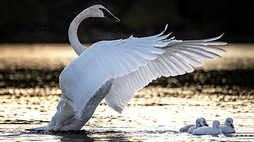 Trupeter Swan by Michelle Valberg.jpg