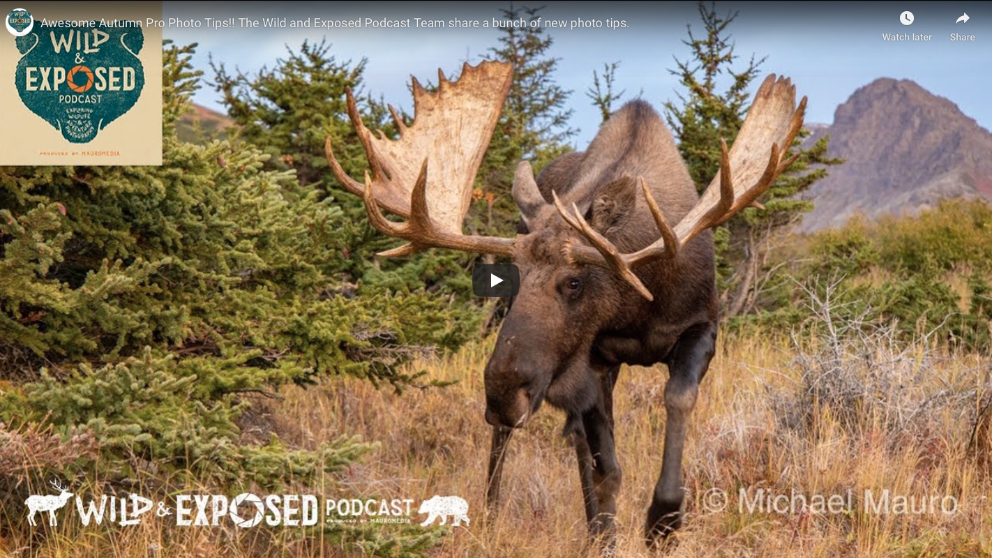 The Wild and Exposed Podcast Team share a bunch of Awesome Autumn Pro Photo Tips.
