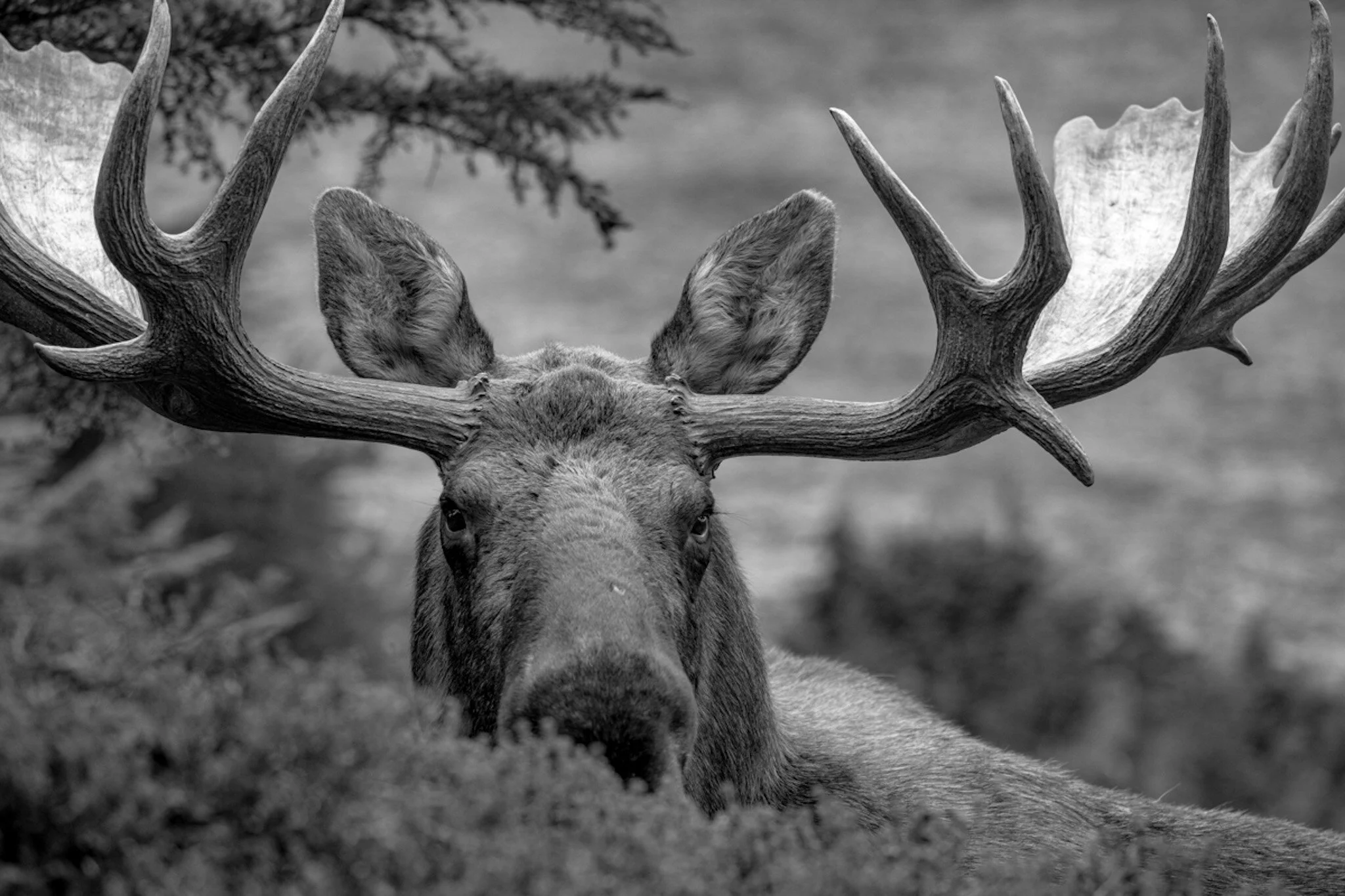 2020 Season Finale - Your Wildlife Photography Questions Answered.