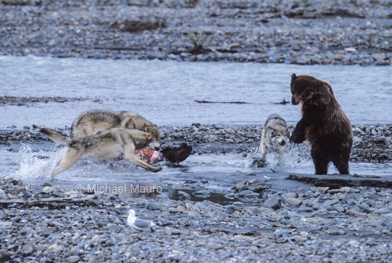 Wolves_Grizzly_Fight_Michael_Maurofinal 107.JPG