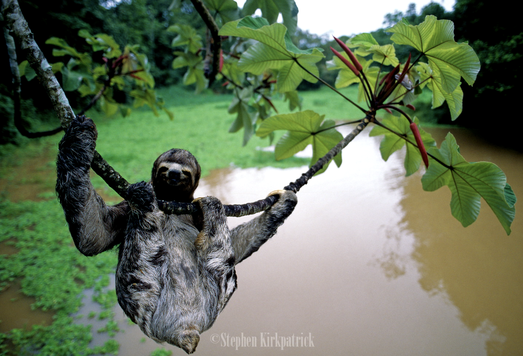 Stephen Kirkpatrick Wildlife and Nature Photographer2020-12-29 at 9.11.20 AM.png