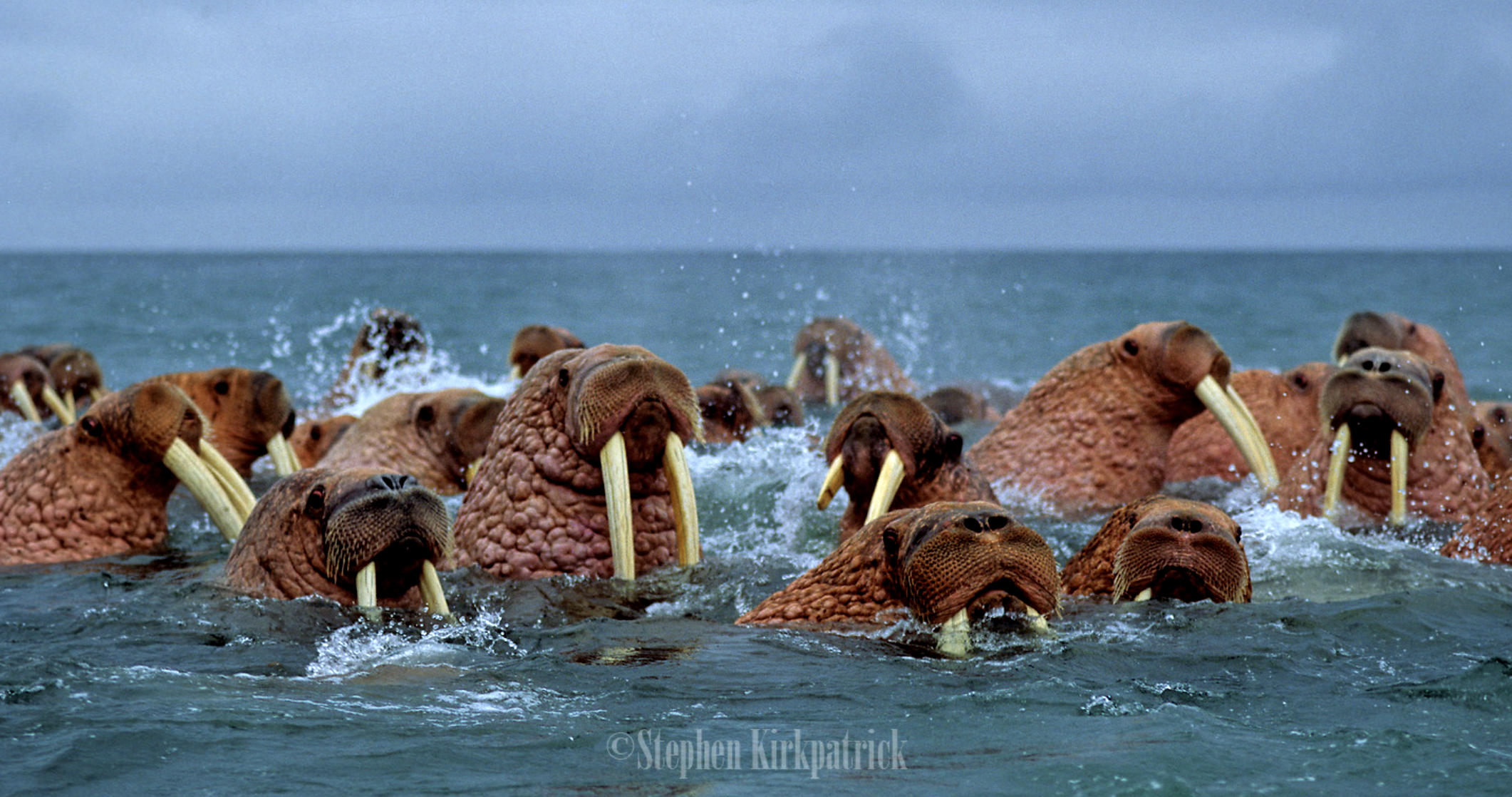 Stephen Kirkpatrick Wildlife and Nature Photographer2020-12-29 at 9.11.41 AM.png