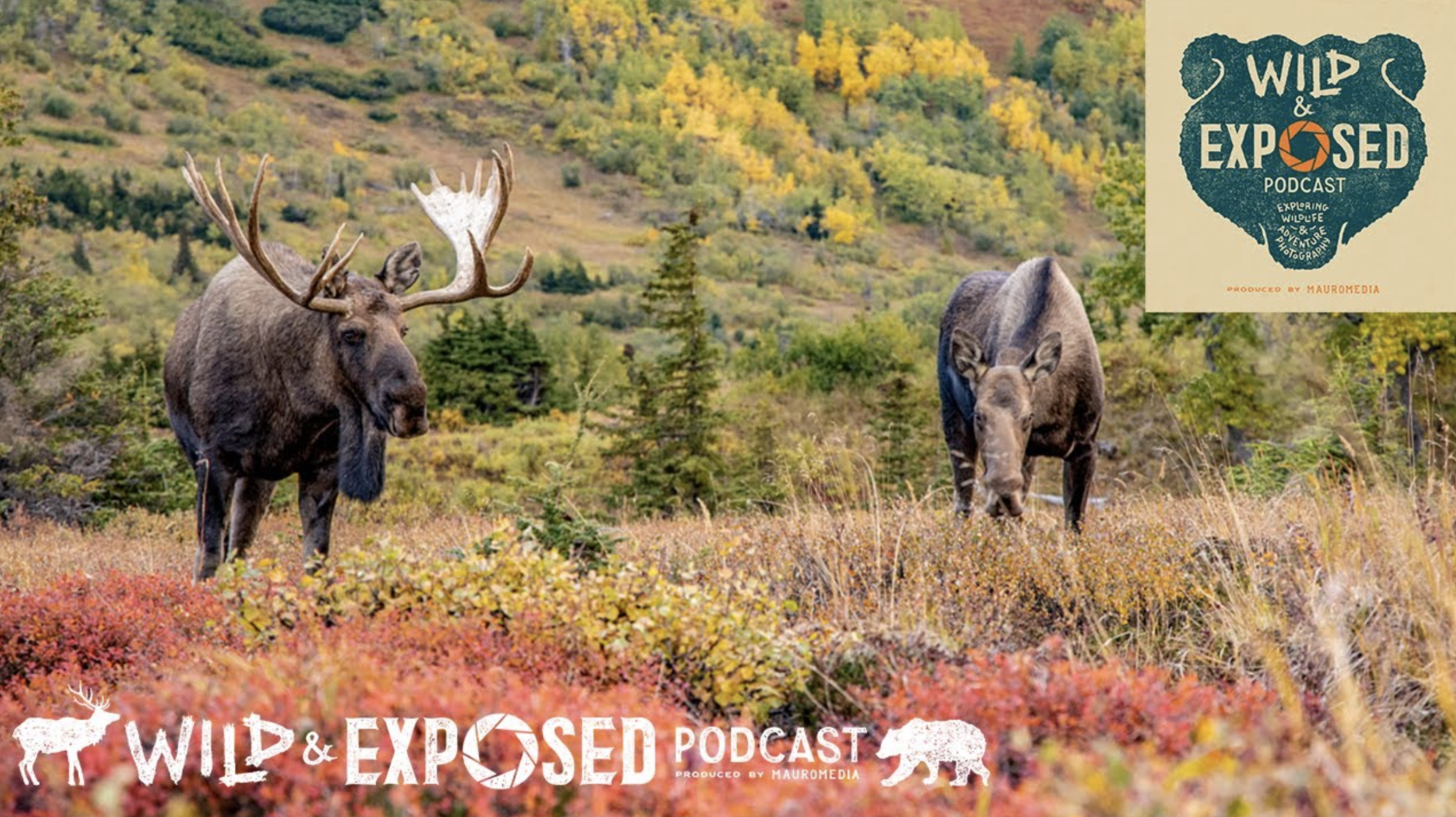 Moose Rut Action!  Giant Alaskan Wildlife at its Best!