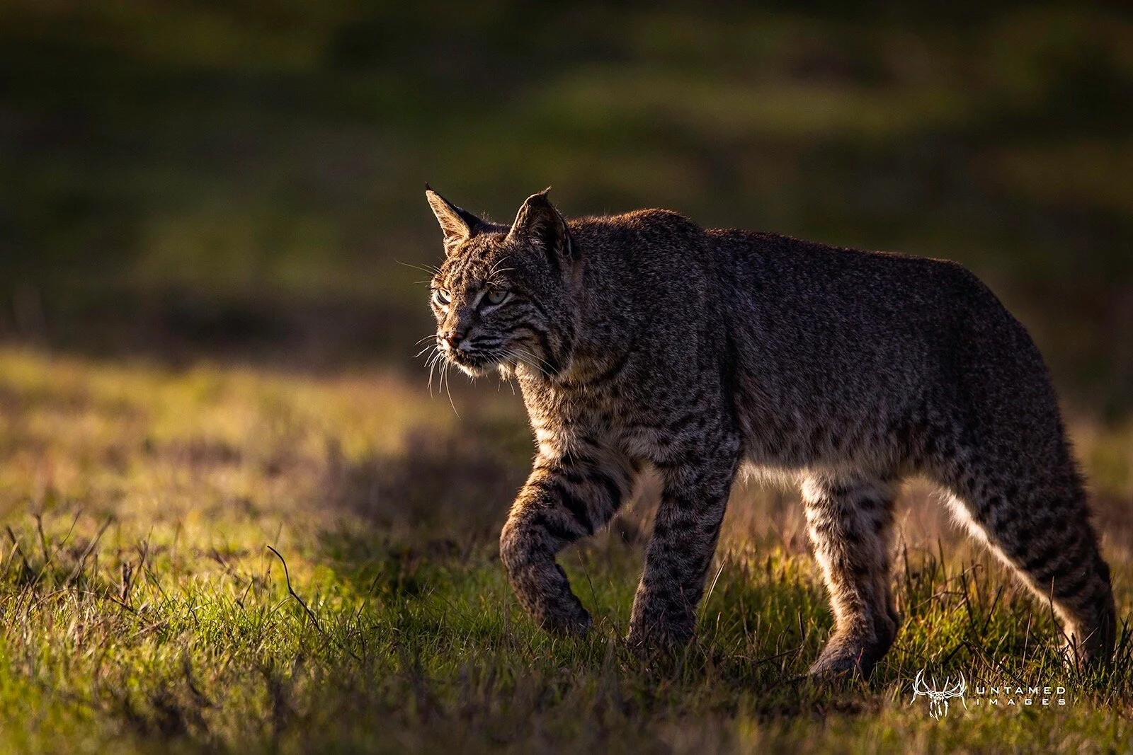 Crew Catch-up - Lost Antlers, Bobcats, Sprinter Vans, Pro Tips and More