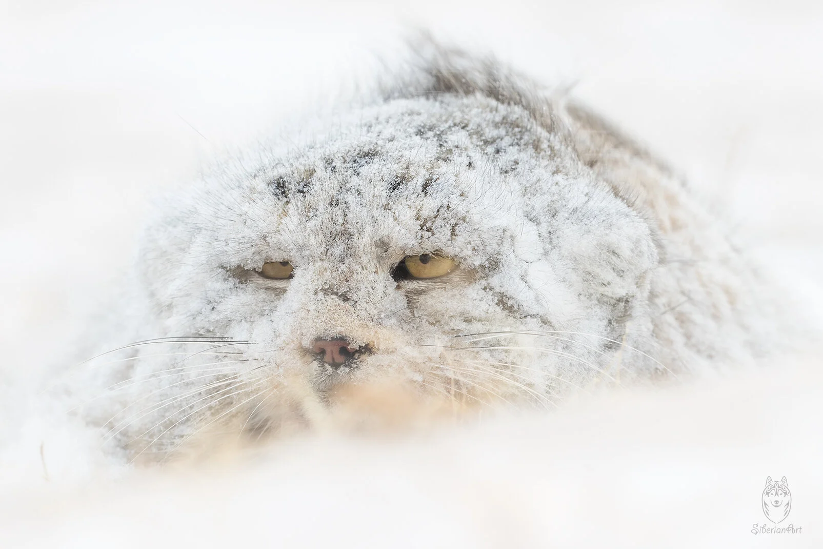 The Promised Land Delivers with Photographer Amit Eshel