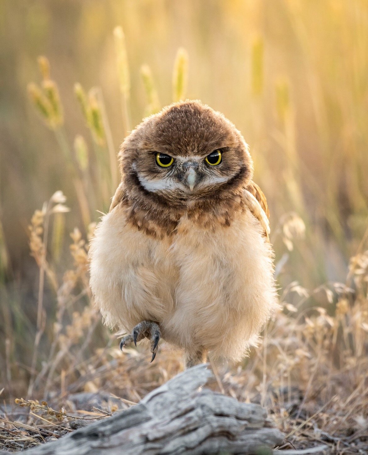 Open file Baby Burrowing Owl Walking Toward Me.jpg.jpeg