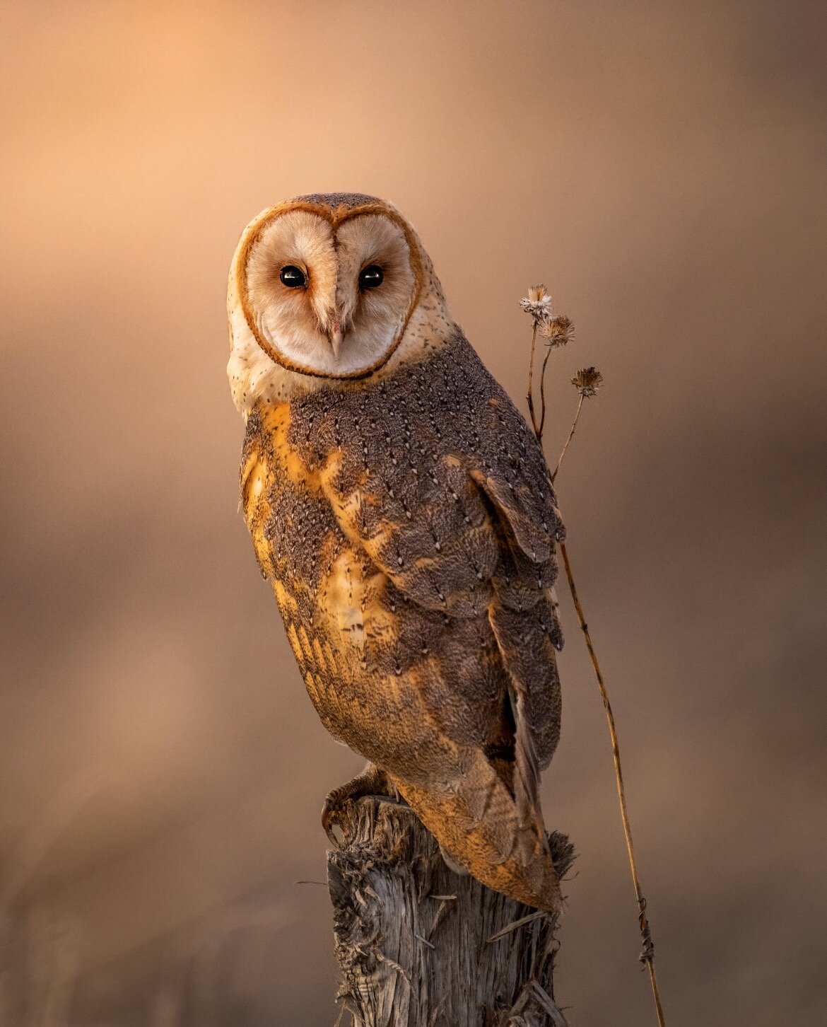 Open file Barn owl with dried thistles .jpg.jpeg