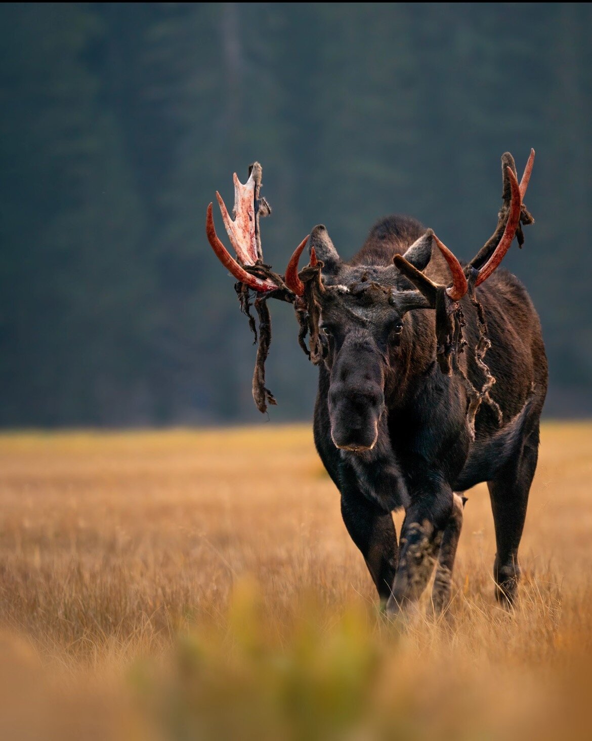 Open file Moose at Silver Lake 2 cropped.jpg.jpeg