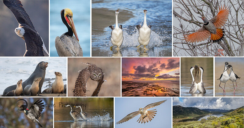 CollageOfSanDiegoWildlife-2.jpg