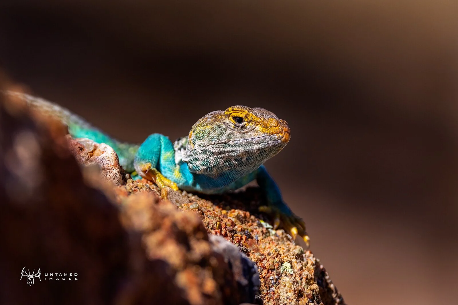 Start of Summer Catchup - Camera Releases, Canon, GoPro, Lizards and much more